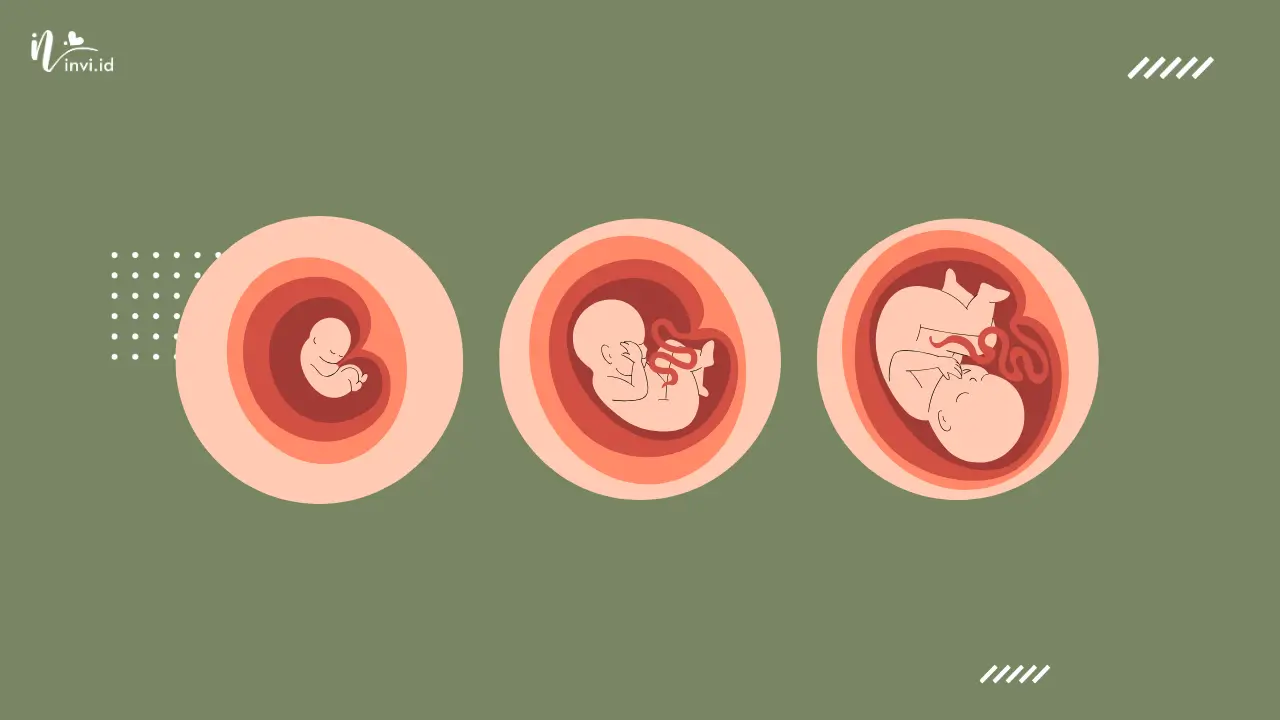 Pembagian Trimester Kehamilan - Minggu, Bulan dan Cara Ceknya